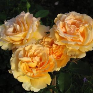 sophia-renaissance-photo-big | ЛПХ питомник роз "ГАРАНТ"
