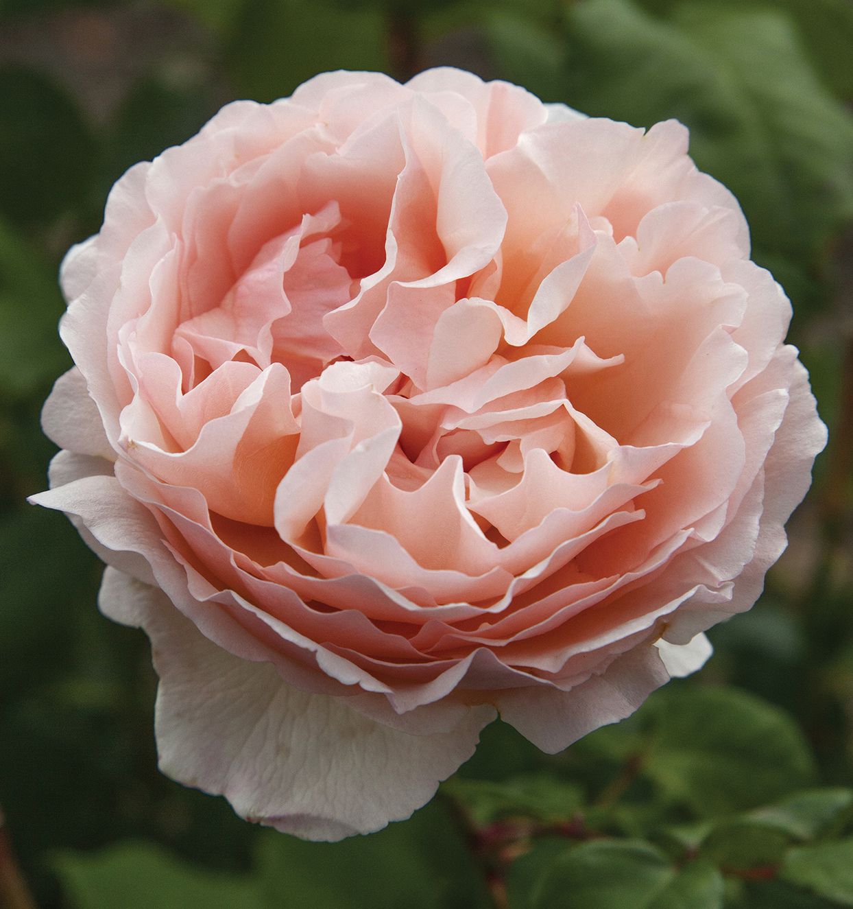 Princesse-Charlene-De-Monaco-Rose-f3c5db75c09d489697d42b9afafdb9bd | ЛПХ питомник роз "ГАРАНТ"