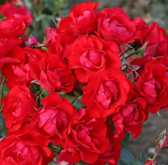 black-forest-rose-photo-big | ЛПХ питомник роз "ГАРАНТ"