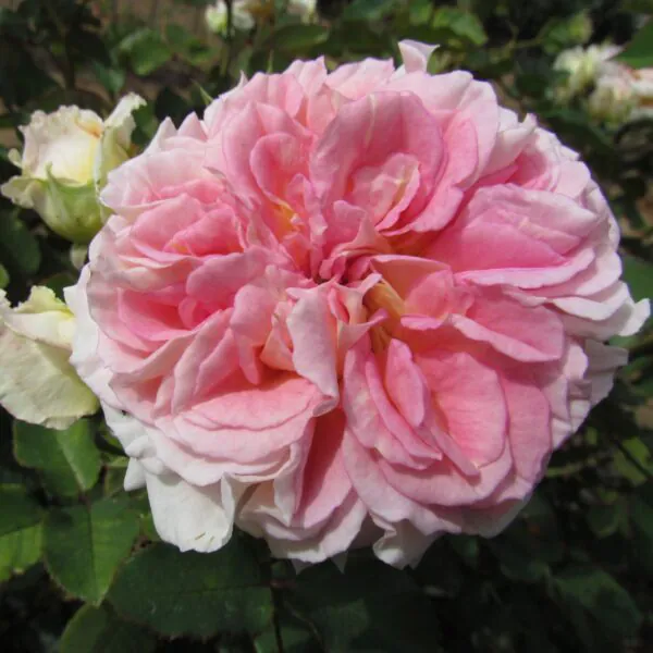 Amazing_Day_Shrub_Garden_Rose_17_22-scaled-600x600 | ЛПХ питомник роз "ГАРАНТ"