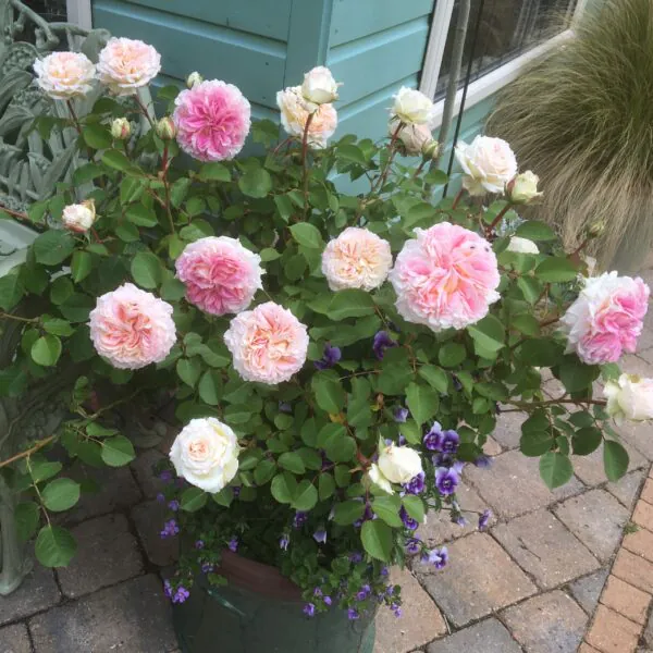 Amazing_Day_Shrub_Garden_Rose_19_03-scaled-600x600 | ЛПХ питомник роз "ГАРАНТ"