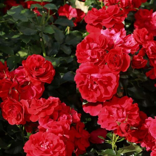 Beetrose 'Pepino' ® - Rosa 'Pepino' ® | ЛПХ питомник роз "ГАРАНТ"